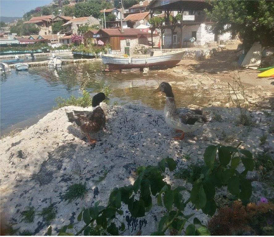 Sahil Pension Kaleucagız Екстериор снимка